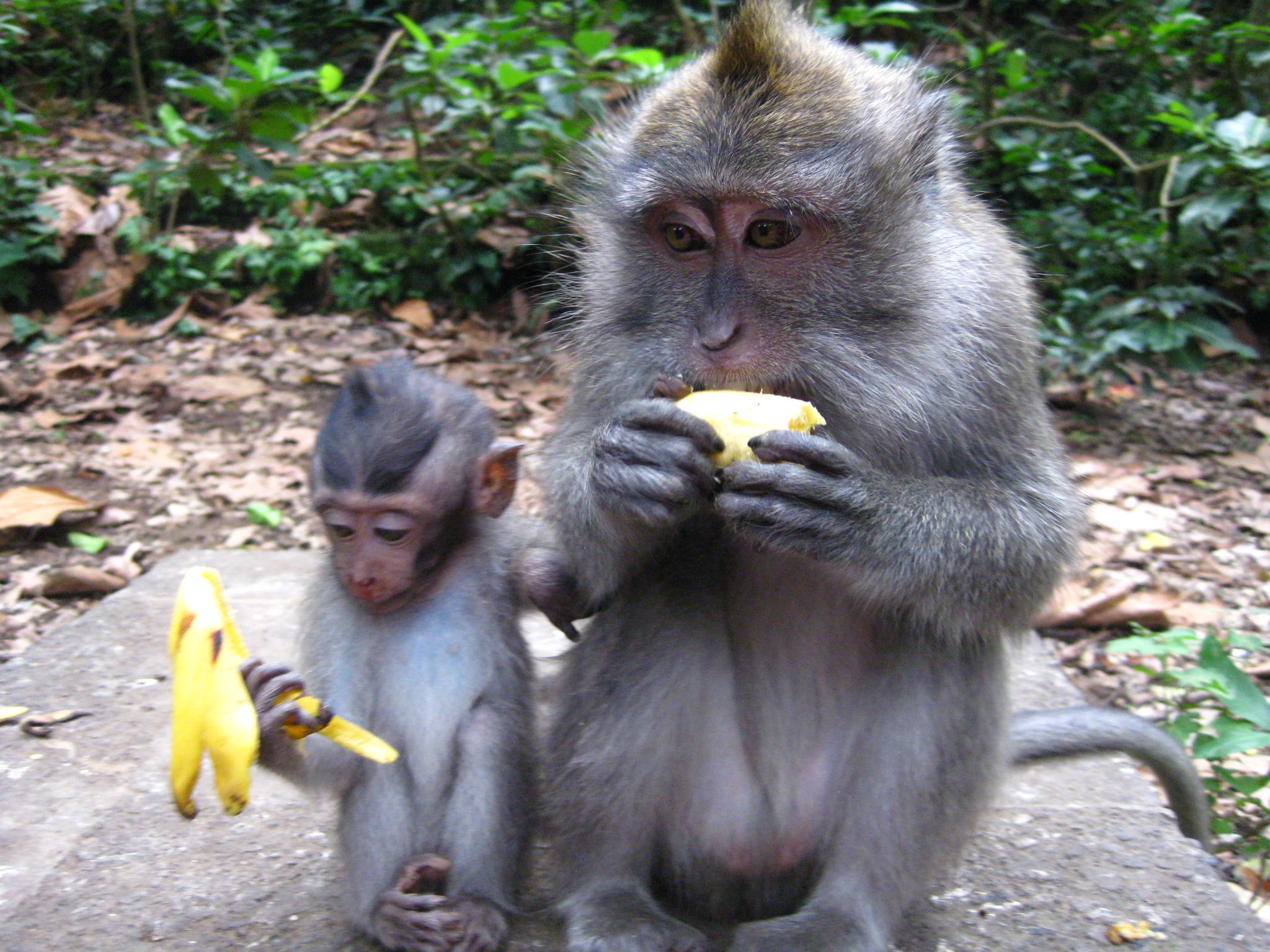 Monkey Bites in Paradise: Or, the Rabid Monkeys of Ubud | the vagablond