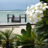 Thailand in the off-season is a beautiful place to be. Ko Phangan is rarely quiet or calm, but there was no one at our beach-resort on the north of the island and these beautiful orchids were in full bloom. It was the most leisurely time I’ve had in all of southeast Asia.